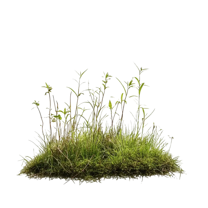grass2